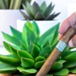 Cuban Vanilla Flavored 5 imported cigarette 159xblix product photo